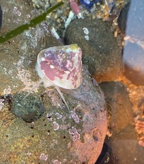 Acmaea