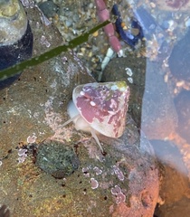 Acmaea