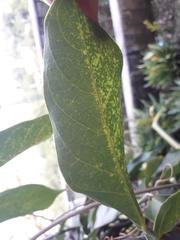 Strongylodon macrobotrys