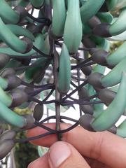 Strongylodon macrobotrys