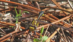 Hylogomphus parvidens