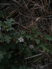 Solanum campechiense