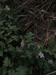 Solanum campechiense
