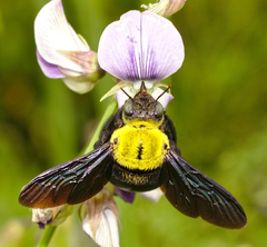 Xylocopa ruficornis
