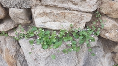 Cymbalaria muralis