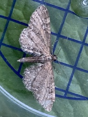 Eupithecia vulgata
