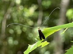 Adela caeruleella