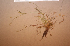Carex capillaris