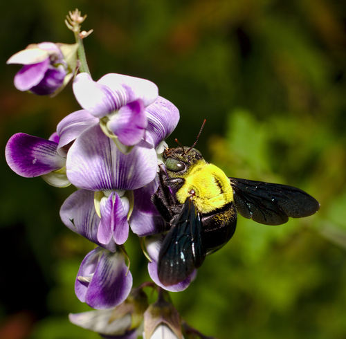 Xylocopa ruficornis Fabricius, 1804