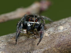 Pellenes tripunctatus