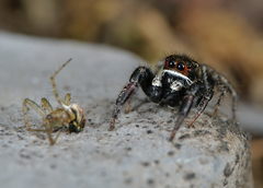 Pellenes tripunctatus