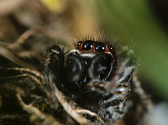 Pellenes tripunctatus