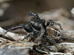 Pellenes tripunctatus