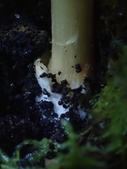 Cortinarius phalarus