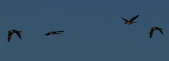 Branta canadensis