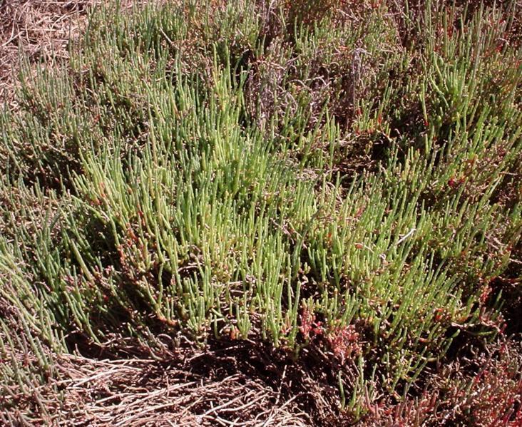 Tecticornia