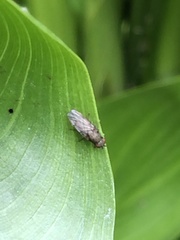 Sphaeroceroidea