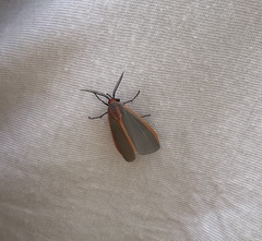 Pygarctia abdominalis