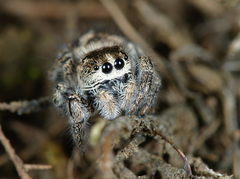 Pellenes tripunctatus