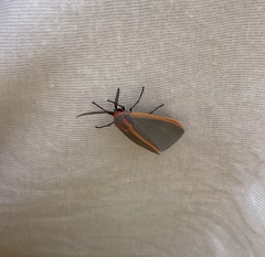 Pygarctia abdominalis