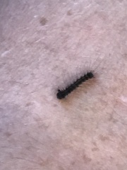 Lymantria dispar dispar