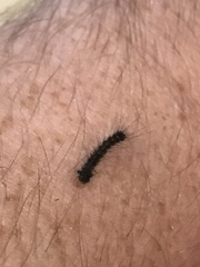 Lymantria dispar dispar