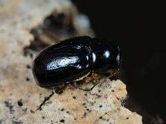 Cryptocephalus flavipes