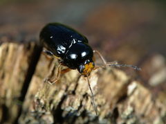 Cryptocephalus flavipes