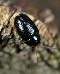Cryptocephalus flavipes