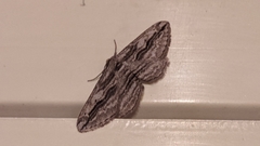 Ecleora solieraria