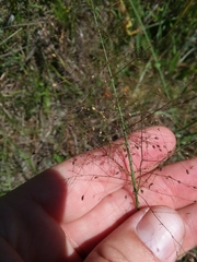 Dichanthelium leucothrix