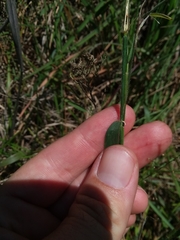 Dichanthelium leucothrix