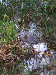 Ardea herodias image