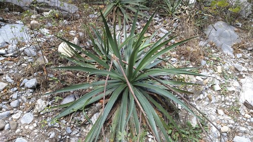 Agave funkiana