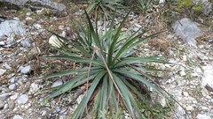 Agave funkiana