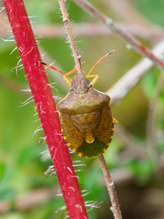 Peribalus strictus strictus