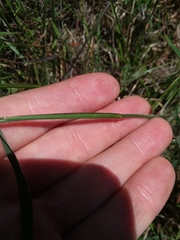 Dichanthelium leucothrix