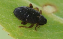 Isochnus sequensi