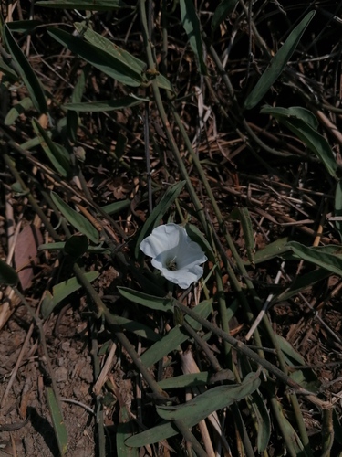 Aniseia martinicensis iNat (3)