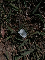 False bromeliad (Aniseia martinicensis)