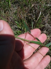 Dichanthelium leucothrix