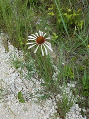 Echinacea paradoxa neglecta