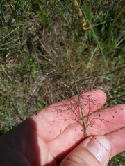 Dichanthelium leucothrix