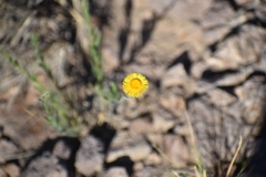 Hysterionica jasionoides