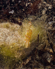 Leander tenuicornis