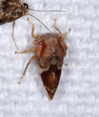 Cyrtolobus vau