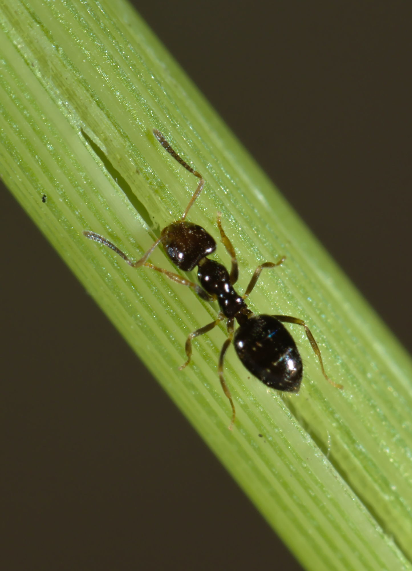Plagiolepis pyrenaica