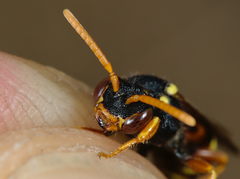 Nomada fucata