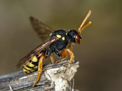 Nomada fucata