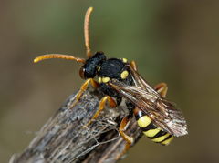 Nomada fucata